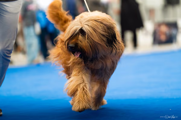 For Pets Cup – DOSPĚLÝ