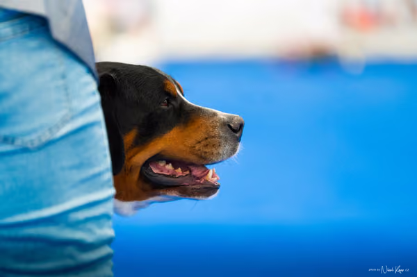 For Pets Cup – DOSPĚLÝ
