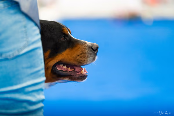 For Pets Cup – DOSPĚLÝ