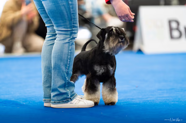 For Pets Cup – DOSPĚLÝ