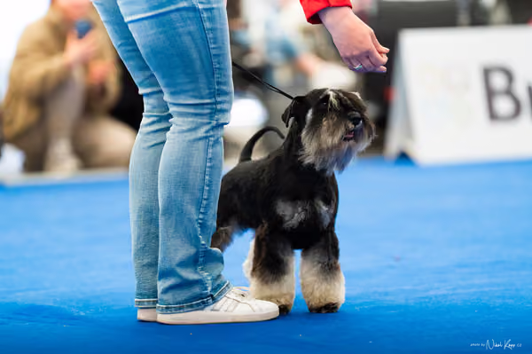 For Pets Cup – DOSPĚLÝ