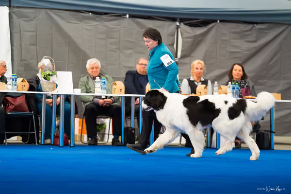 For Pets Cup – DOSPĚLÝ