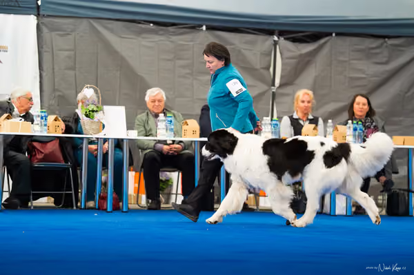 For Pets Cup – DOSPĚLÝ