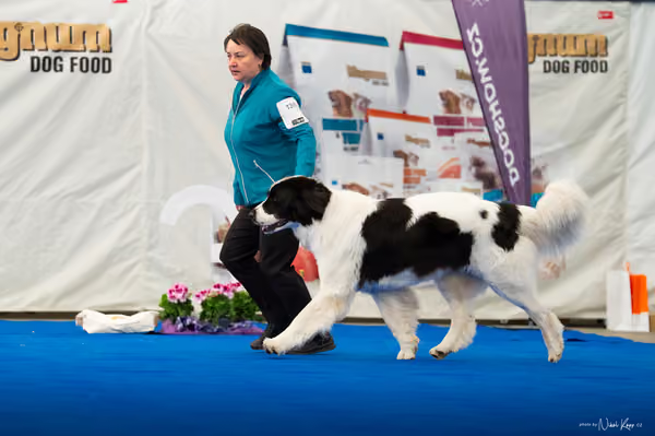 For Pets Cup – DOSPĚLÝ