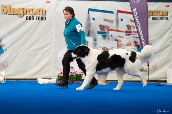 For Pets Cup – DOSPĚLÝ