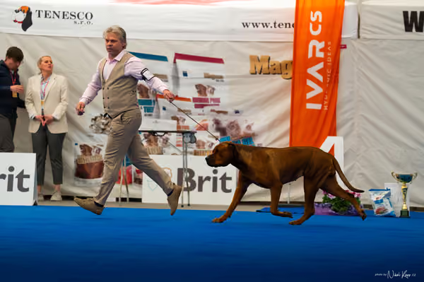For Pets Cup – DOSPĚLÝ