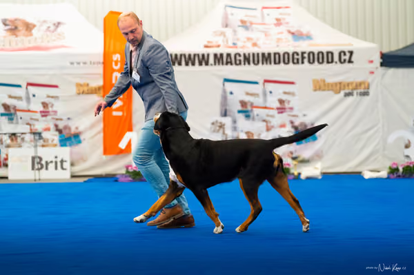 For Pets Cup – DOSPĚLÝ
