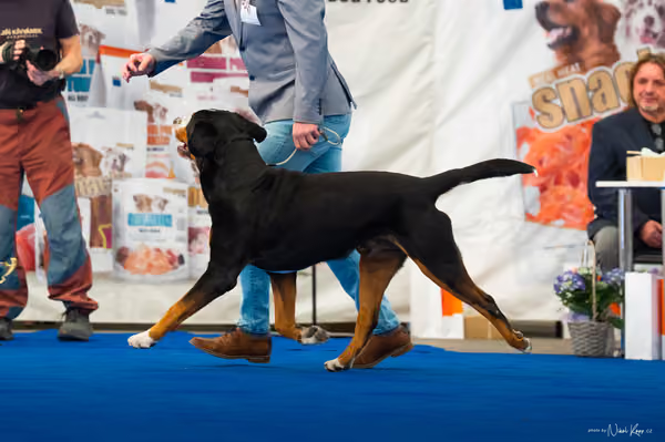 For Pets Cup – DOSPĚLÝ