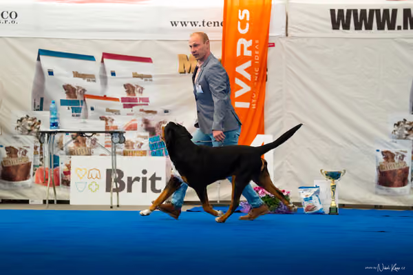 For Pets Cup – DOSPĚLÝ