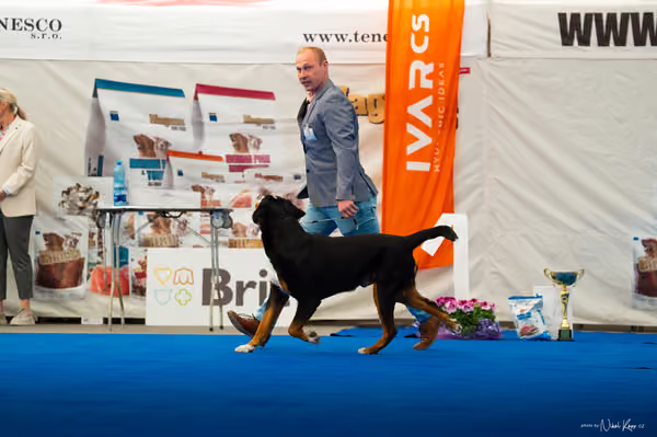 For Pets Cup – DOSPĚLÝ