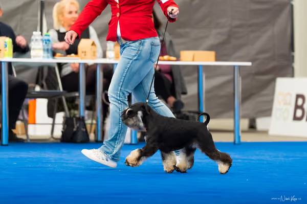 For Pets Cup – DOSPĚLÝ