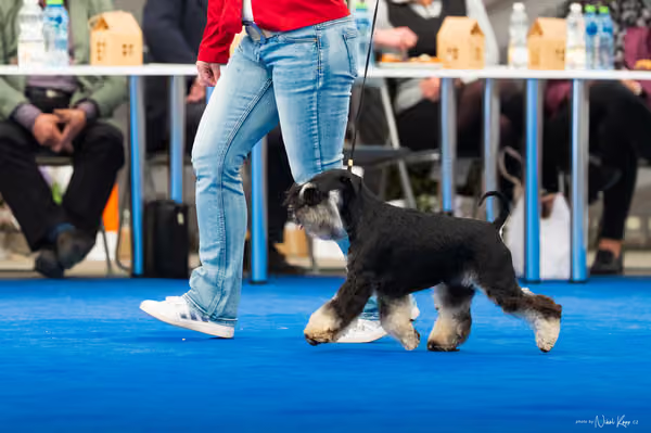 For Pets Cup – DOSPĚLÝ