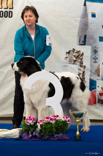 For Pets Cup – DOSPĚLÝ