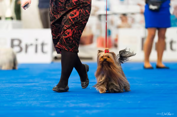 For Pets Cup – DOSPĚLÝ