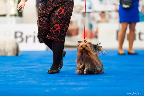 For Pets Cup – DOSPĚLÝ
