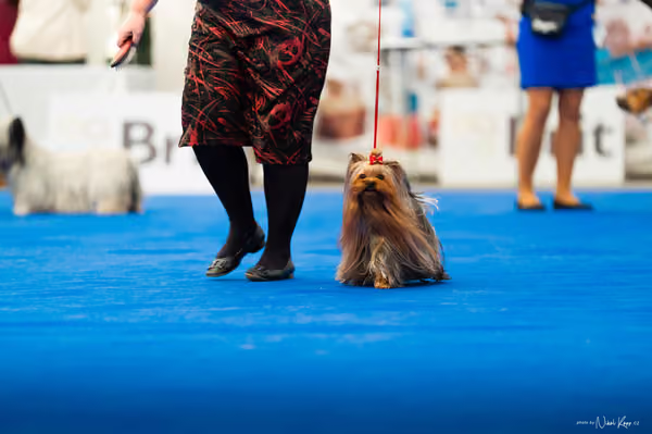 For Pets Cup – DOSPĚLÝ