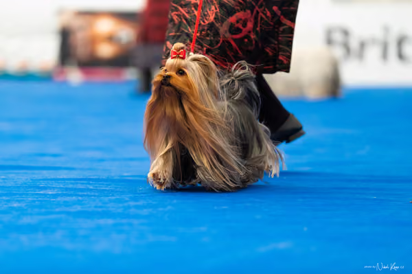For Pets Cup – DOSPĚLÝ
