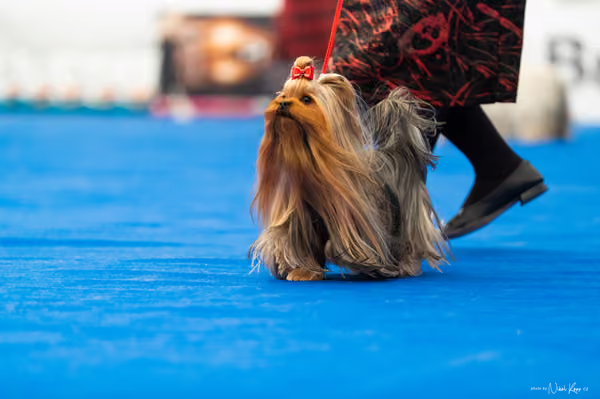 For Pets Cup – DOSPĚLÝ