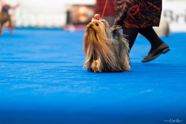 For Pets Cup – DOSPĚLÝ
