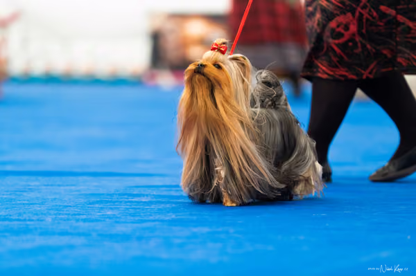 For Pets Cup – DOSPĚLÝ