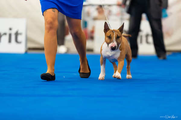 For Pets Cup – DOSPĚLÝ