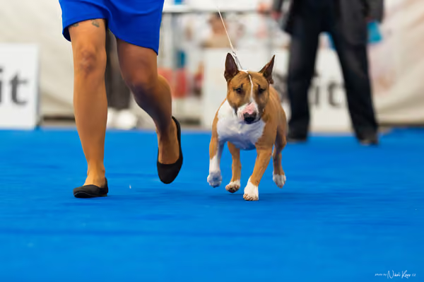 For Pets Cup – DOSPĚLÝ