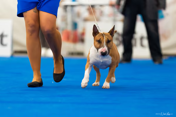 For Pets Cup – DOSPĚLÝ