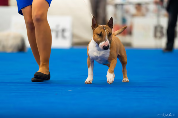 For Pets Cup – DOSPĚLÝ