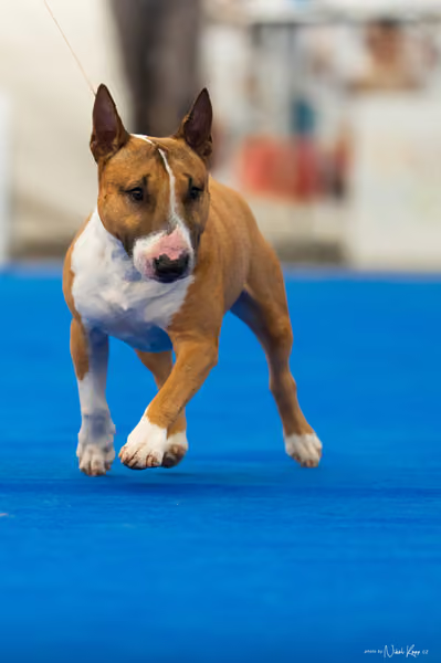 For Pets Cup – DOSPĚLÝ