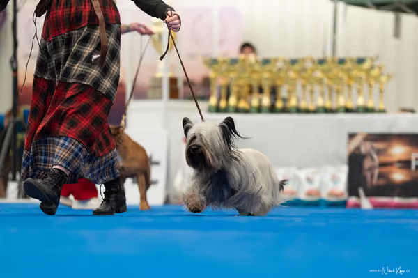For Pets Cup – DOSPĚLÝ