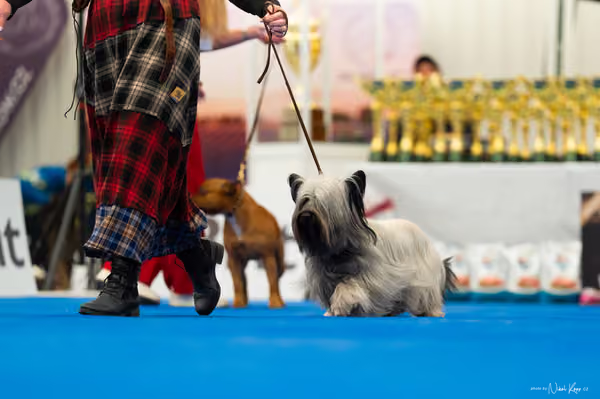 For Pets Cup – DOSPĚLÝ