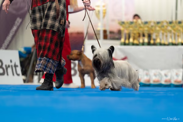 For Pets Cup – DOSPĚLÝ