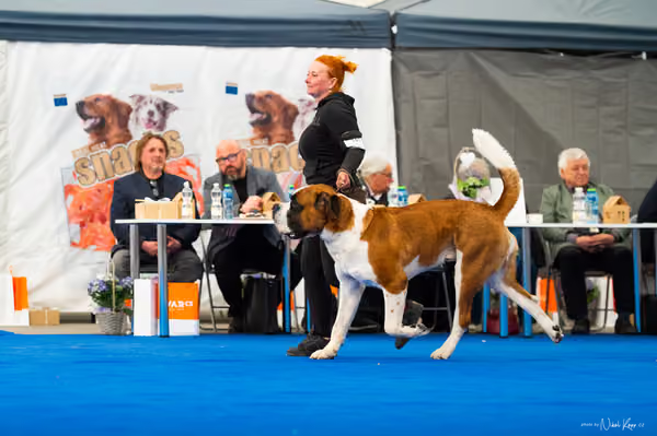 For Pets Cup – DOSPĚLÝ