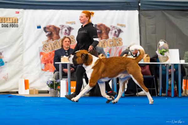 For Pets Cup – DOSPĚLÝ
