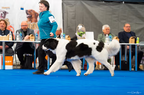 For Pets Cup – DOSPĚLÝ
