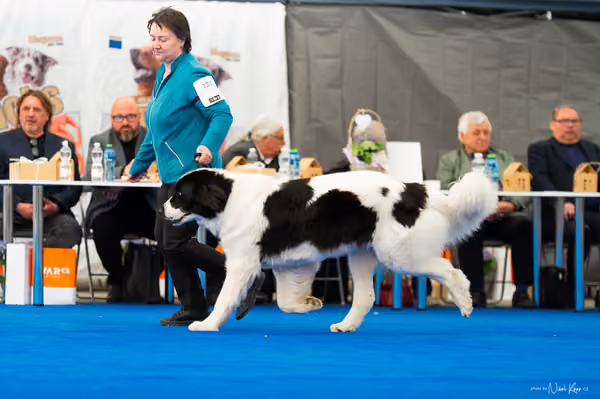 For Pets Cup – DOSPĚLÝ