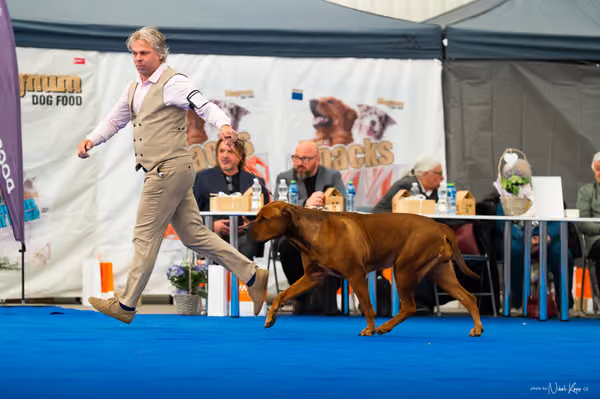 For Pets Cup – DOSPĚLÝ