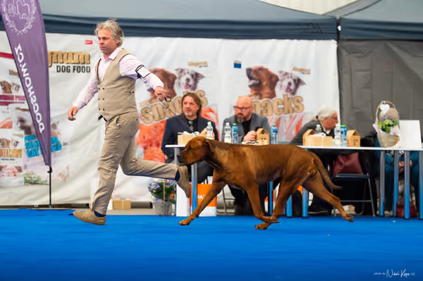 For Pets Cup – DOSPĚLÝ