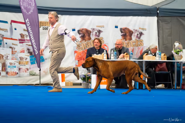 For Pets Cup – DOSPĚLÝ