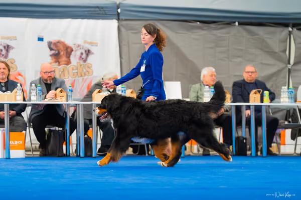For Pets Cup – DOSPĚLÝ
