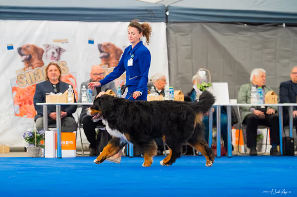For Pets Cup – DOSPĚLÝ