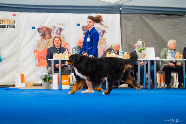 For Pets Cup – DOSPĚLÝ