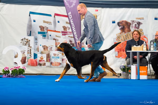 For Pets Cup – DOSPĚLÝ