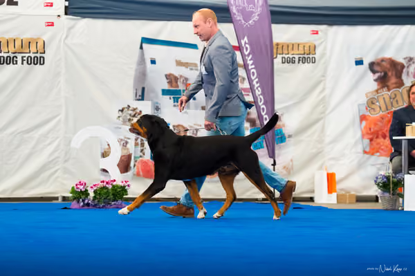 For Pets Cup – DOSPĚLÝ