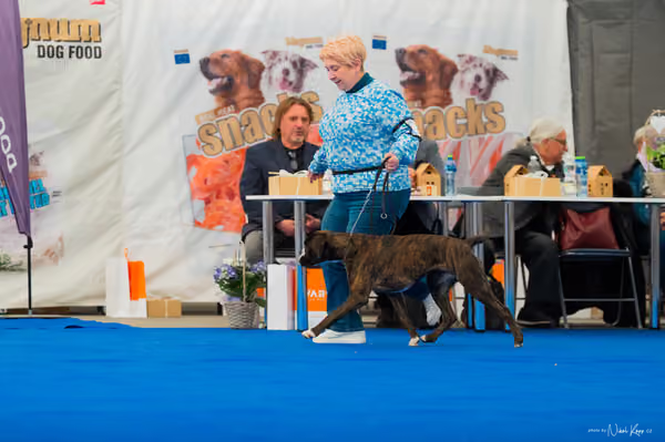 For Pets Cup – DOSPĚLÝ