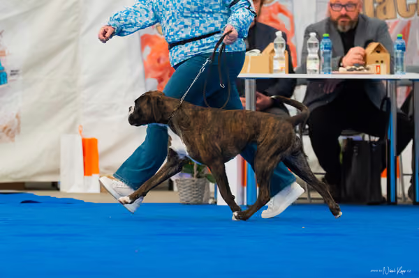 For Pets Cup – DOSPĚLÝ