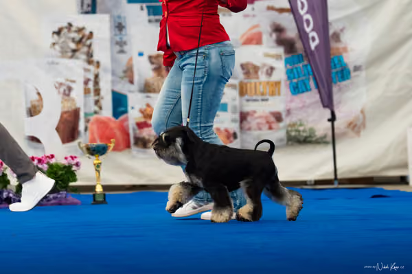 For Pets Cup – DOSPĚLÝ