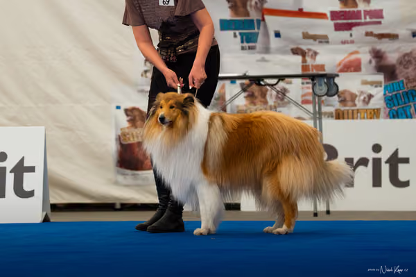 For Pets Cup — DSC03955
