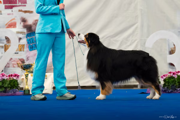 For Pets Cup — DSC03977