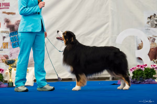 For Pets Cup — DSC03979